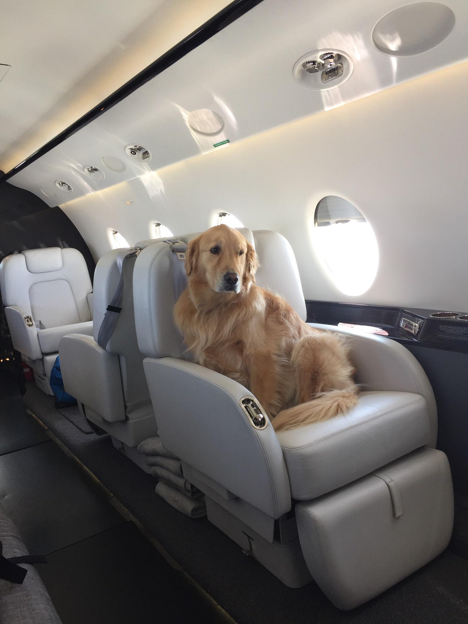 We welcome your furry pals aboard